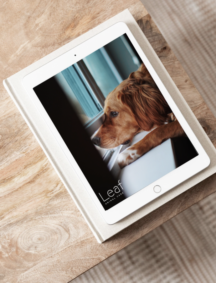 BOON the agency portfolio Leaf